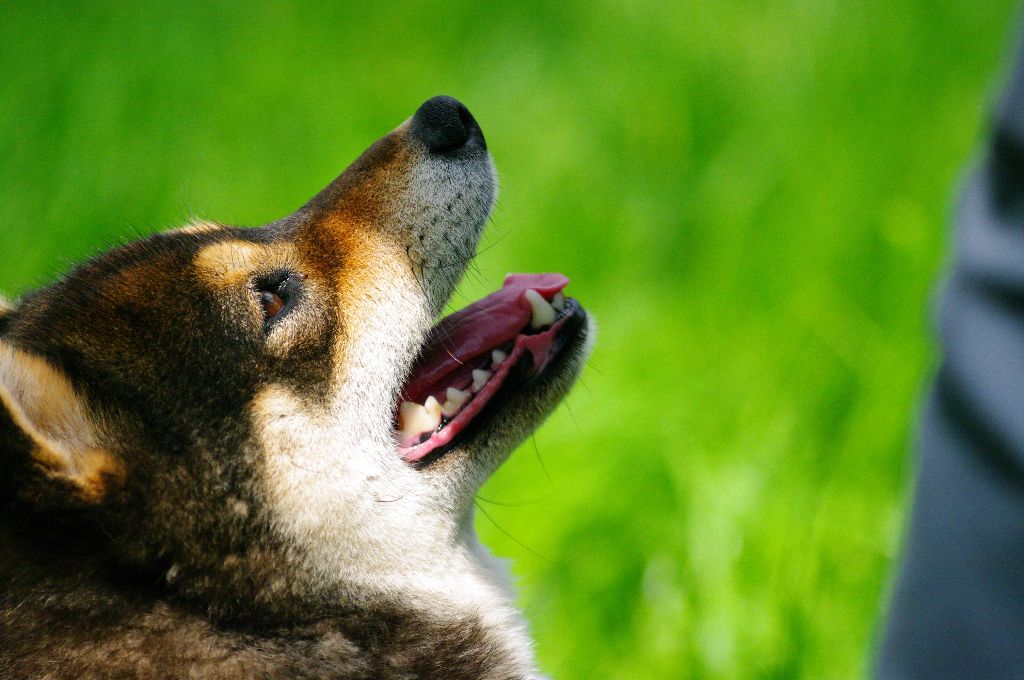 Rocket dog De La Tanière De Saint Loup