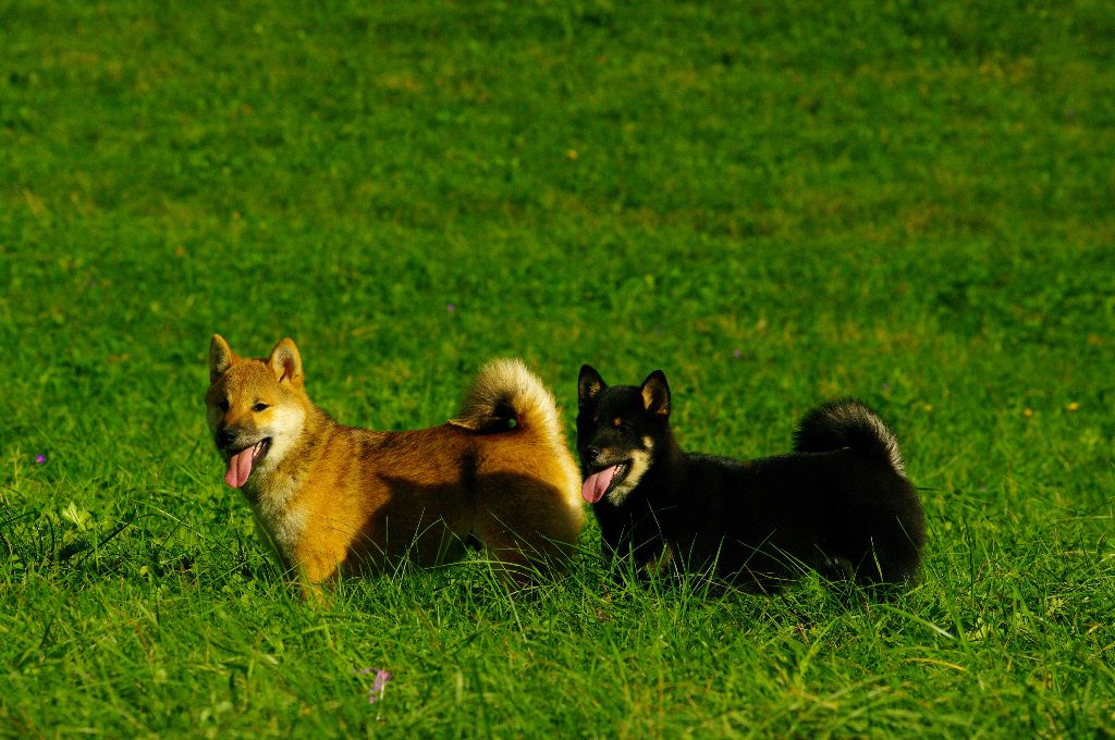 chiot Shiba Des seigneurs de montbel