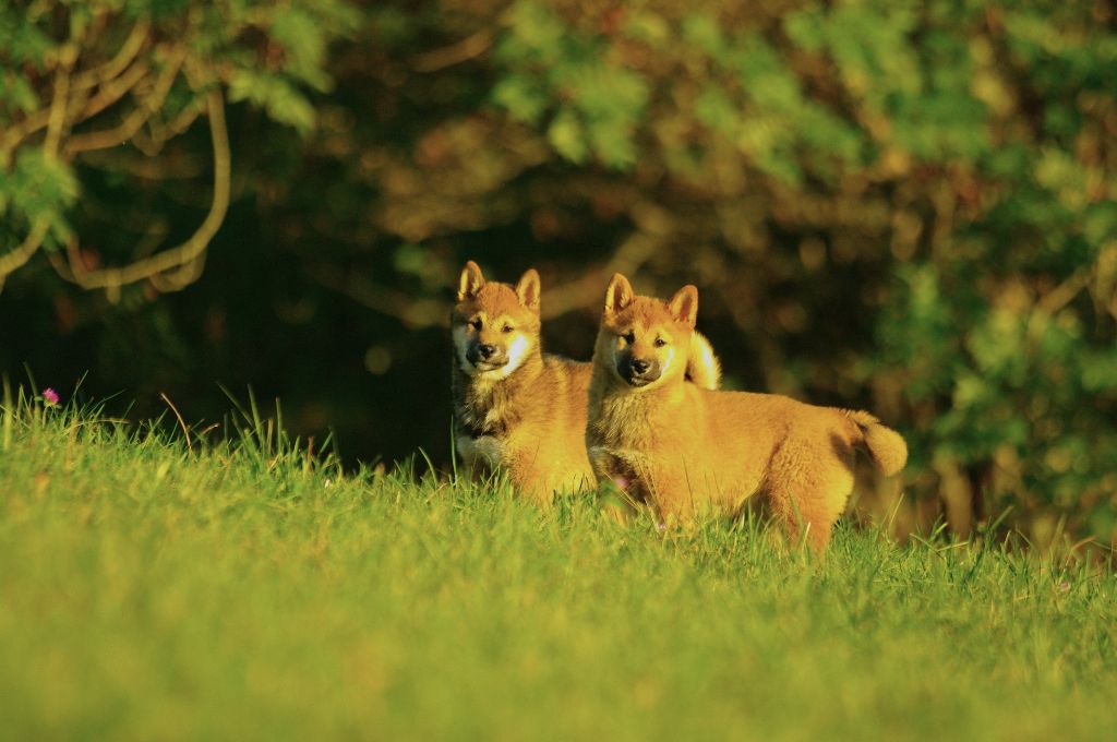 chiot Shiba Des seigneurs de montbel