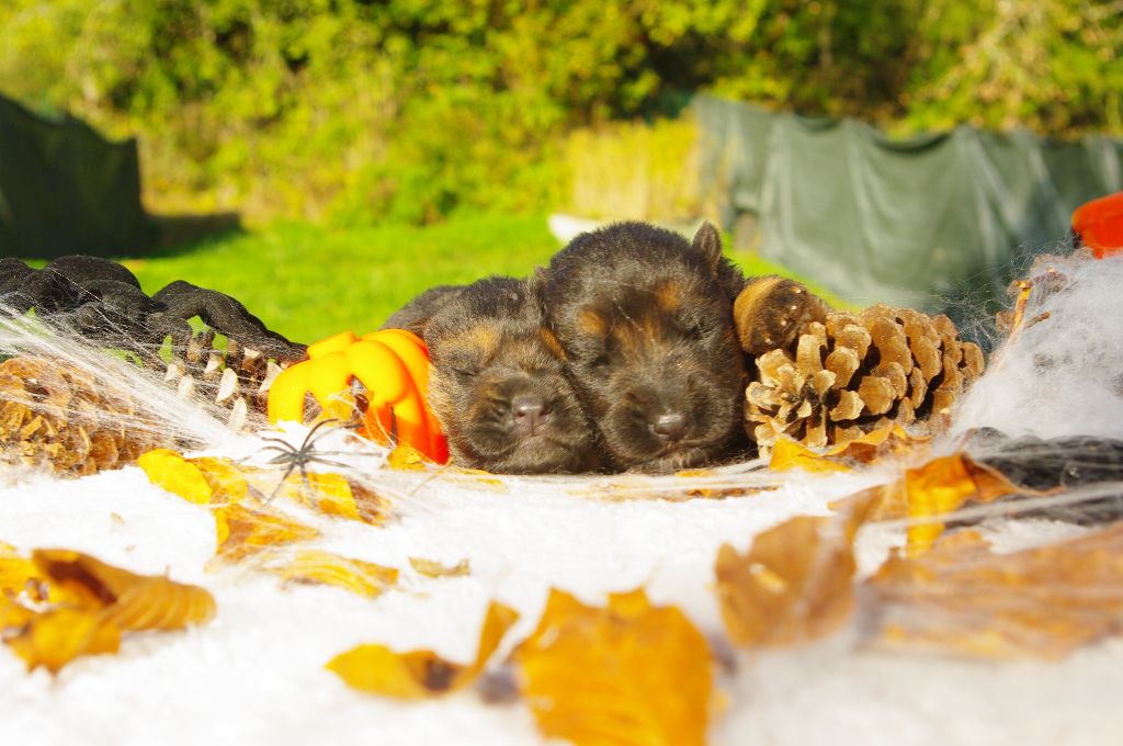 chiot Berger Allemand Des seigneurs de montbel