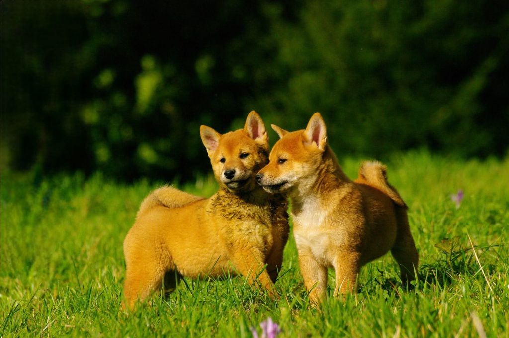 chiot Shiba Des seigneurs de montbel