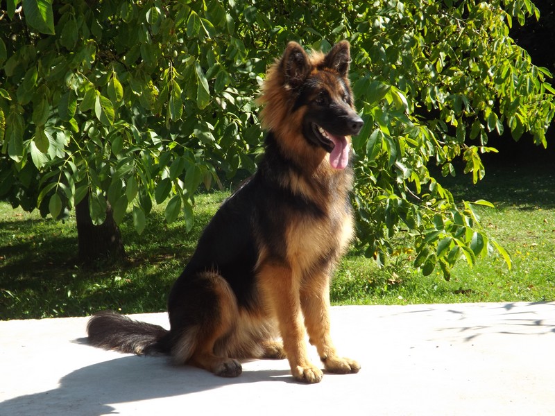 H'tara Des seigneurs de montbel