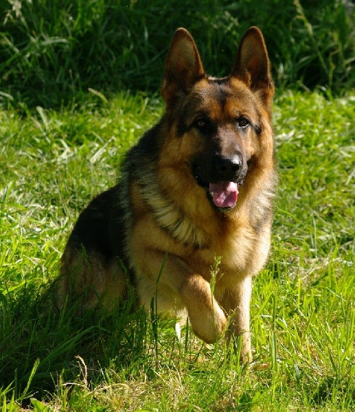 Ildo (ioda) de la citè  d'èmeraude