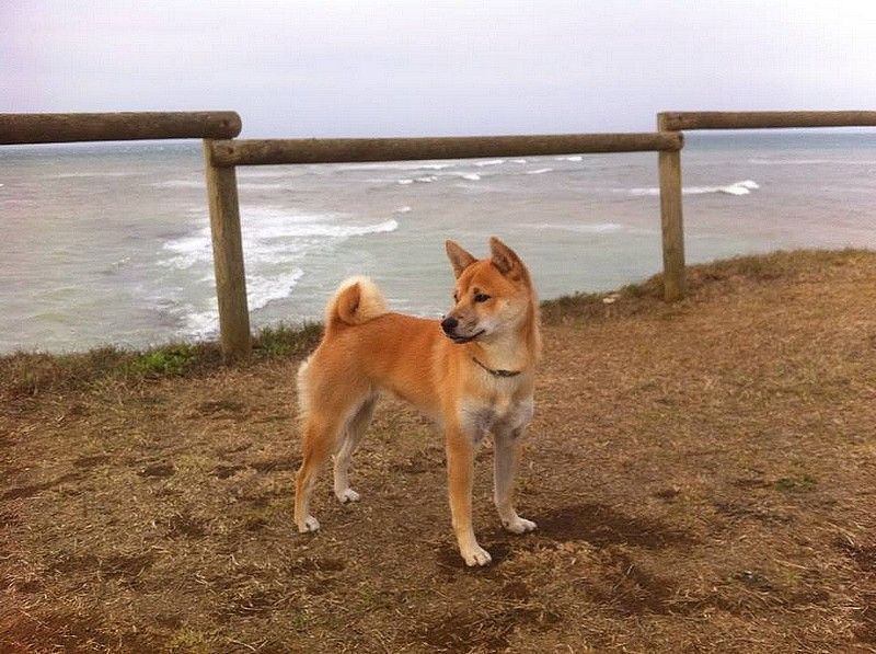 Laska (Sans Affixe)