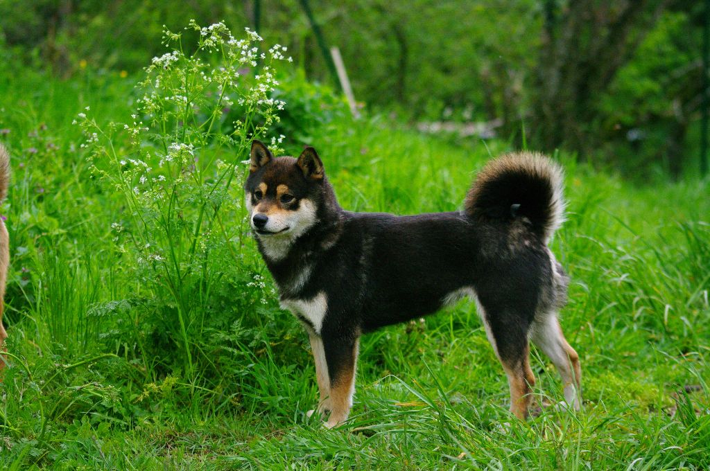 Rocket dog De La Tanière De Saint Loup