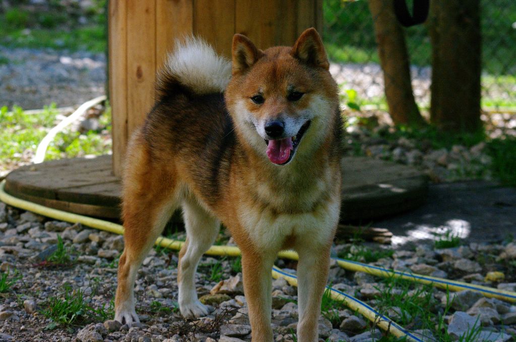 P'tenshi Kingdom Of Mini Wolf