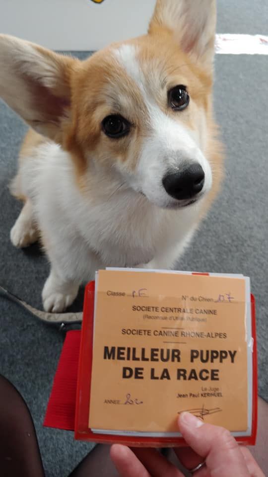 Des seigneurs de montbel - Prima, meilleure Puppy de la race à Valence 