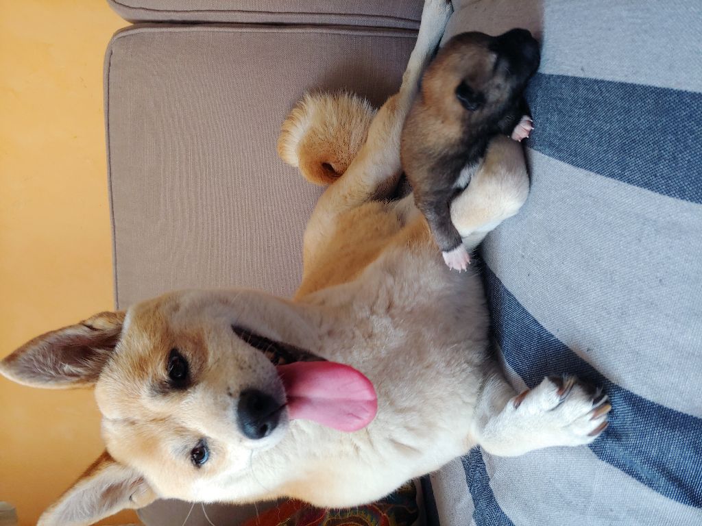 Les mères et leurs chiots