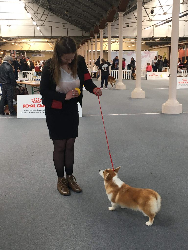 expositions