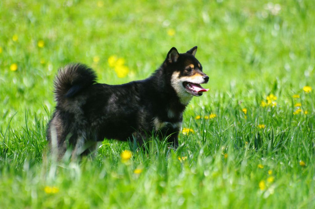 nos chiens en promenade