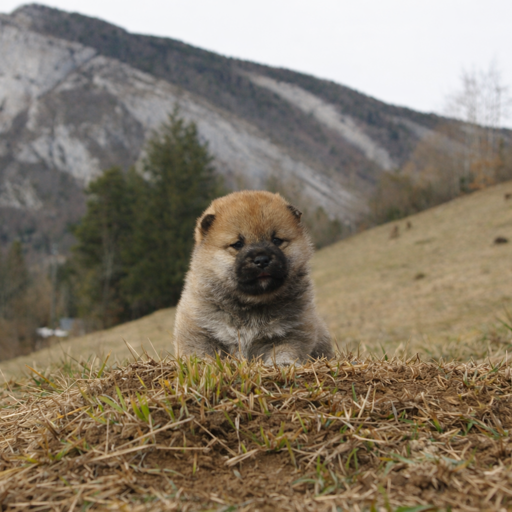 Des seigneurs de montbel - Chiots disponibles - Shiba