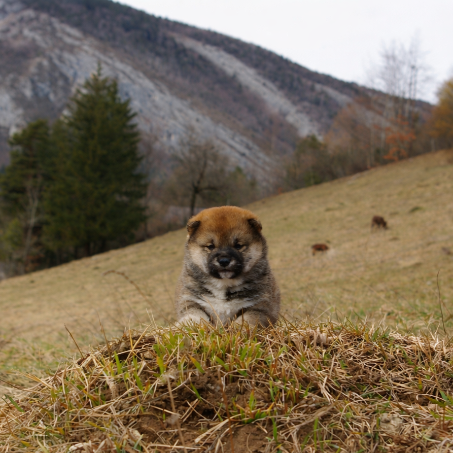 Des seigneurs de montbel - Chiots disponibles - Shiba