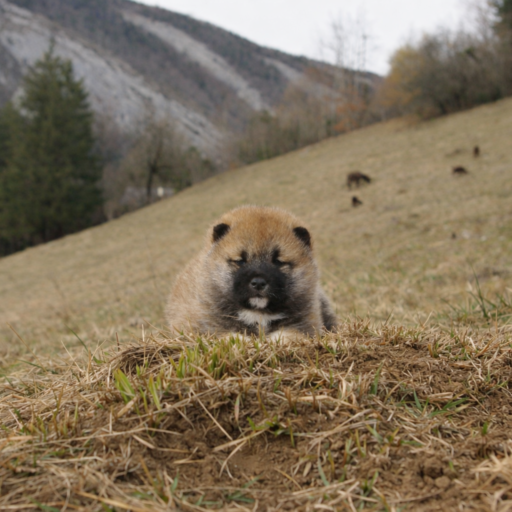 Des seigneurs de montbel - Chiots disponibles - Shiba