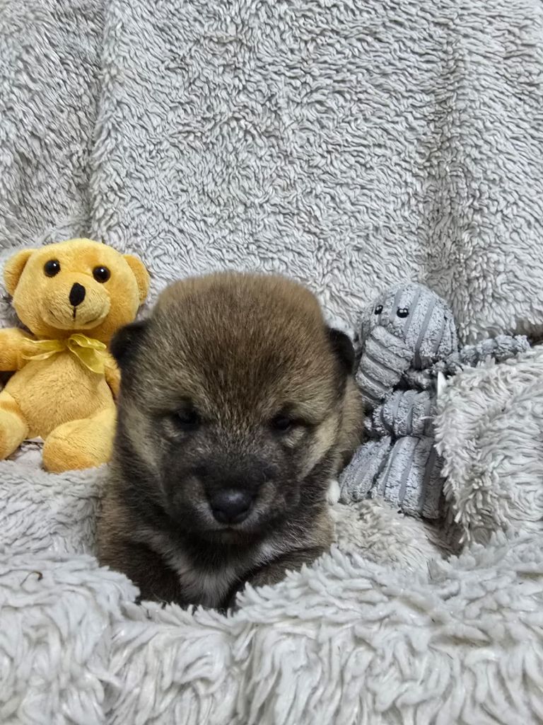 Des seigneurs de montbel - Chiots disponibles - Shiba