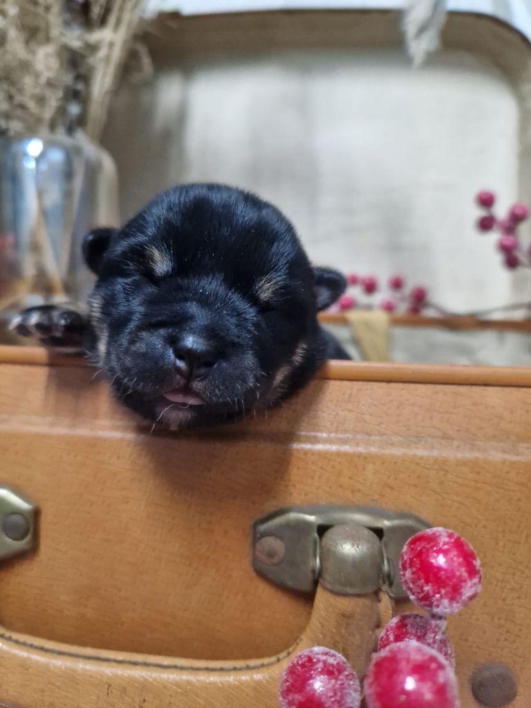 Des seigneurs de montbel - Shiba - Portée née le 03/01/2025