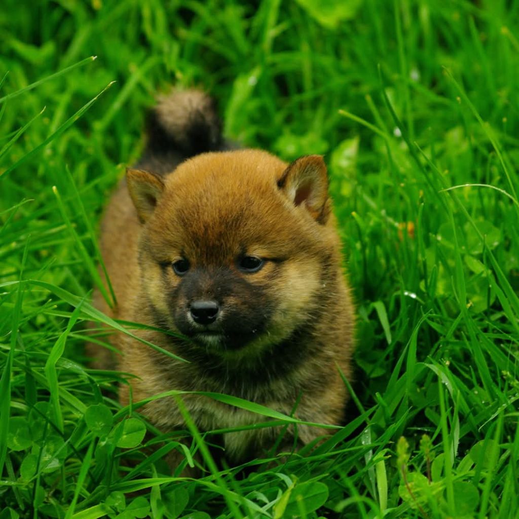Des seigneurs de montbel - Chiots disponibles - Shiba