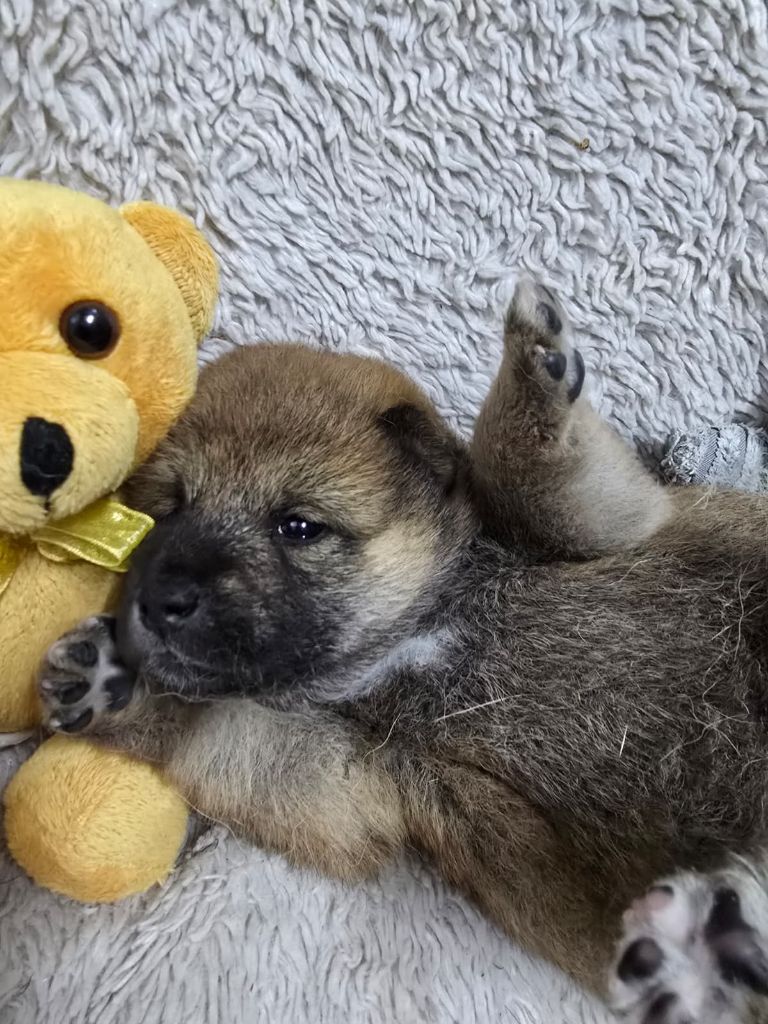 Des seigneurs de montbel - Chiots disponibles - Shiba