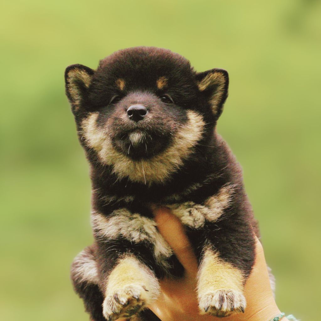 Des seigneurs de montbel - Chiots disponibles - Shiba
