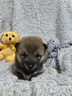 CHIOT 