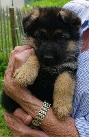 PACO (collier noir)
