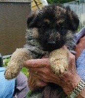 CHIOT(collier blanc)