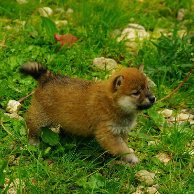 CHIOT 4
