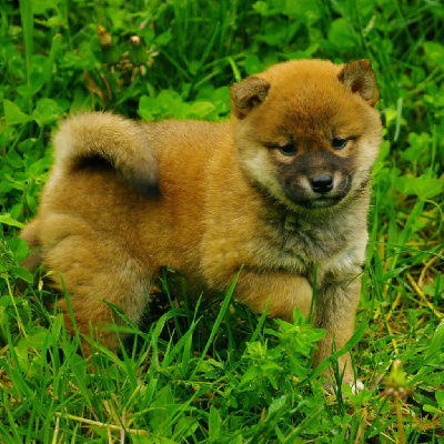 CHIOT 2