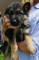 CHIOT(sans collier)