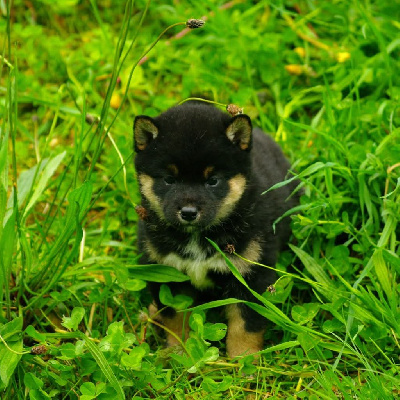 CHIOT 1