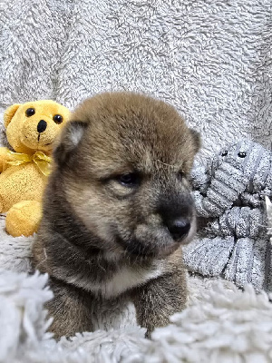CHIOT 