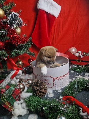 Po
