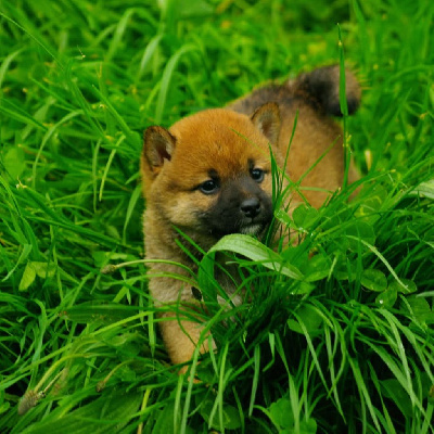 CHIOT 6