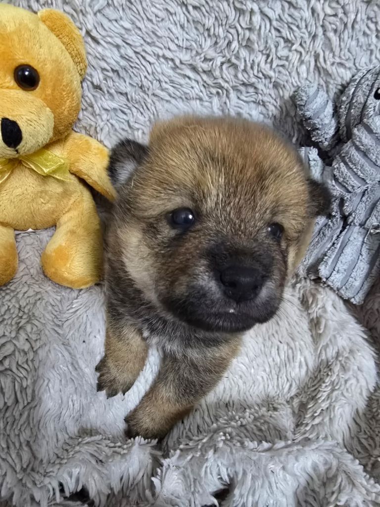 Des seigneurs de montbel - Chiots disponibles - Shiba