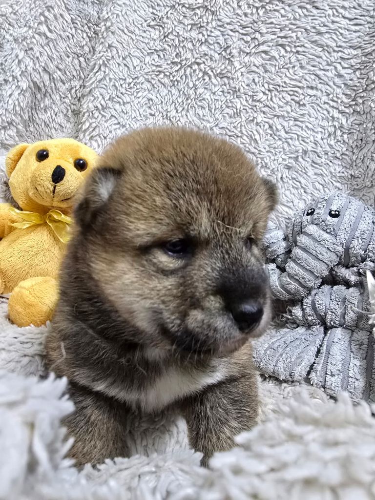 Des seigneurs de montbel - Chiots disponibles - Shiba